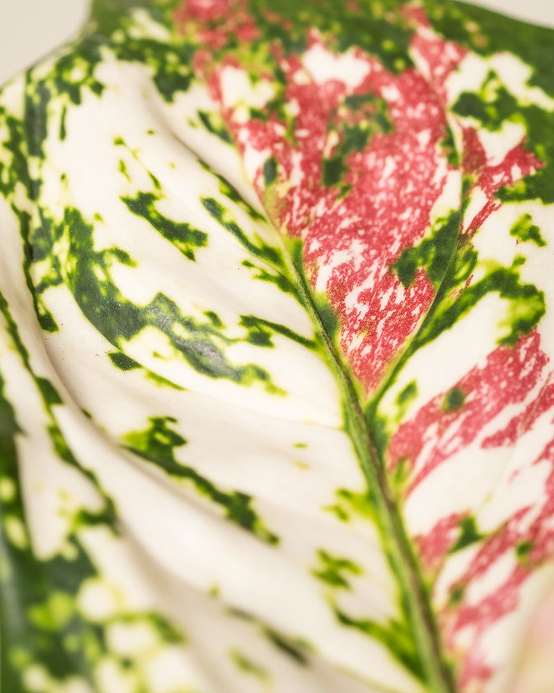feey-aglaonema-jazzy-red-kolbenfaden-zimmerpflanze-klein image 2