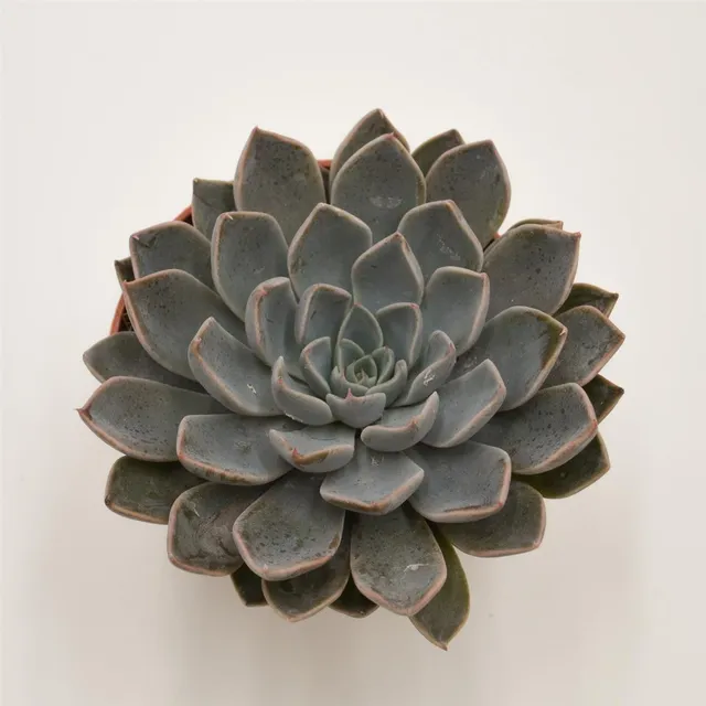 pasiora-x-graptoveria-fontaine-sukkulente-8-5cm image 1