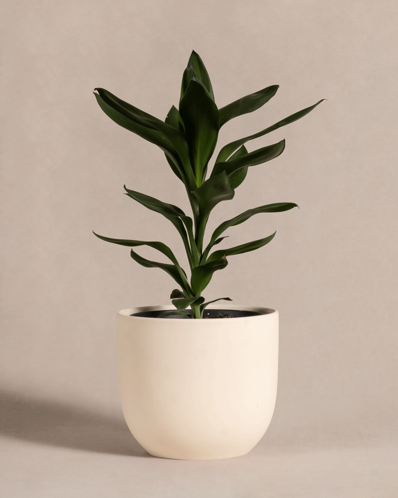 feey-keulenlilie-cordyline-fruticosa-glauca-zimmerpflanze image 6