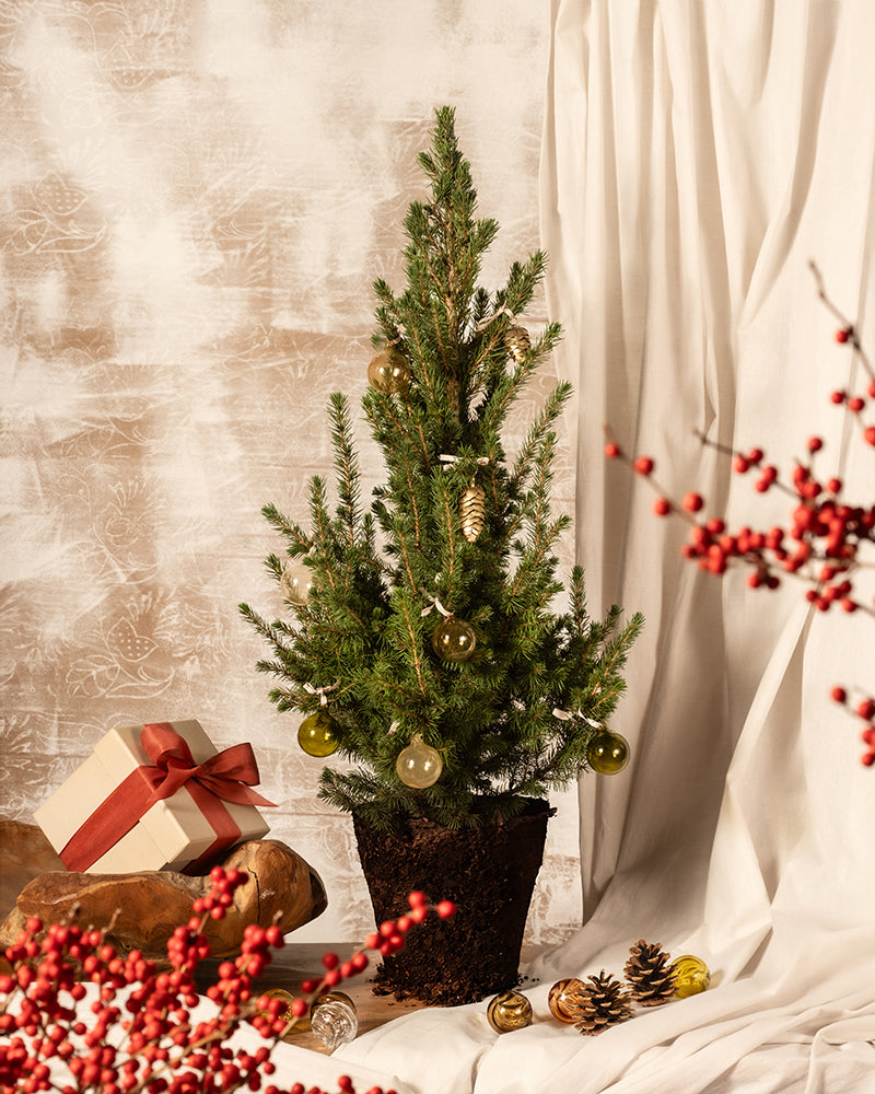 feey-gro-er-tannenbaum-zuckerhutfichte-picea-glauca-december-k-bel image 3