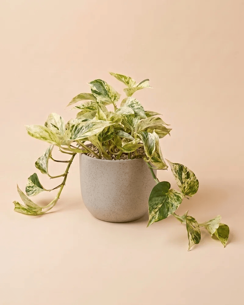 feey-gro-e-efeutute-marble-queen-h-ngepflanze-2 image 6