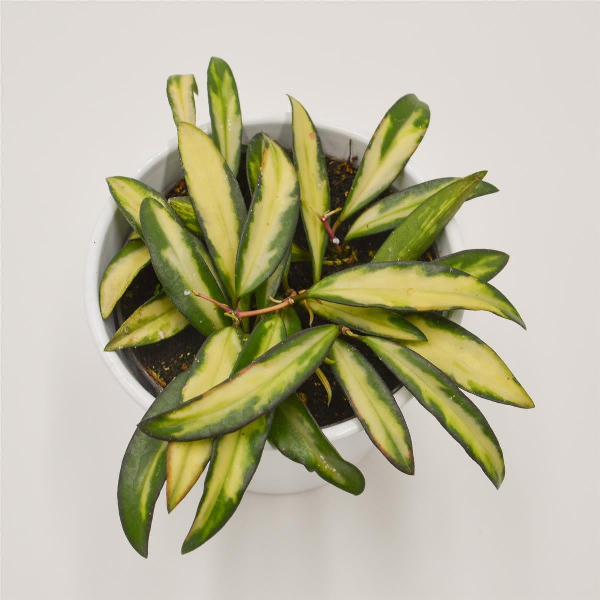 pasiora-hoya-wayetii-tricolor-f-variegata-12cm-topf image 1