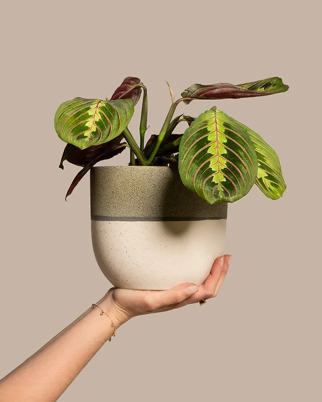 feey-maranta-leuconeura-tricolor-pfeilwurz-prayer-plant-zimmerpflanze image 1