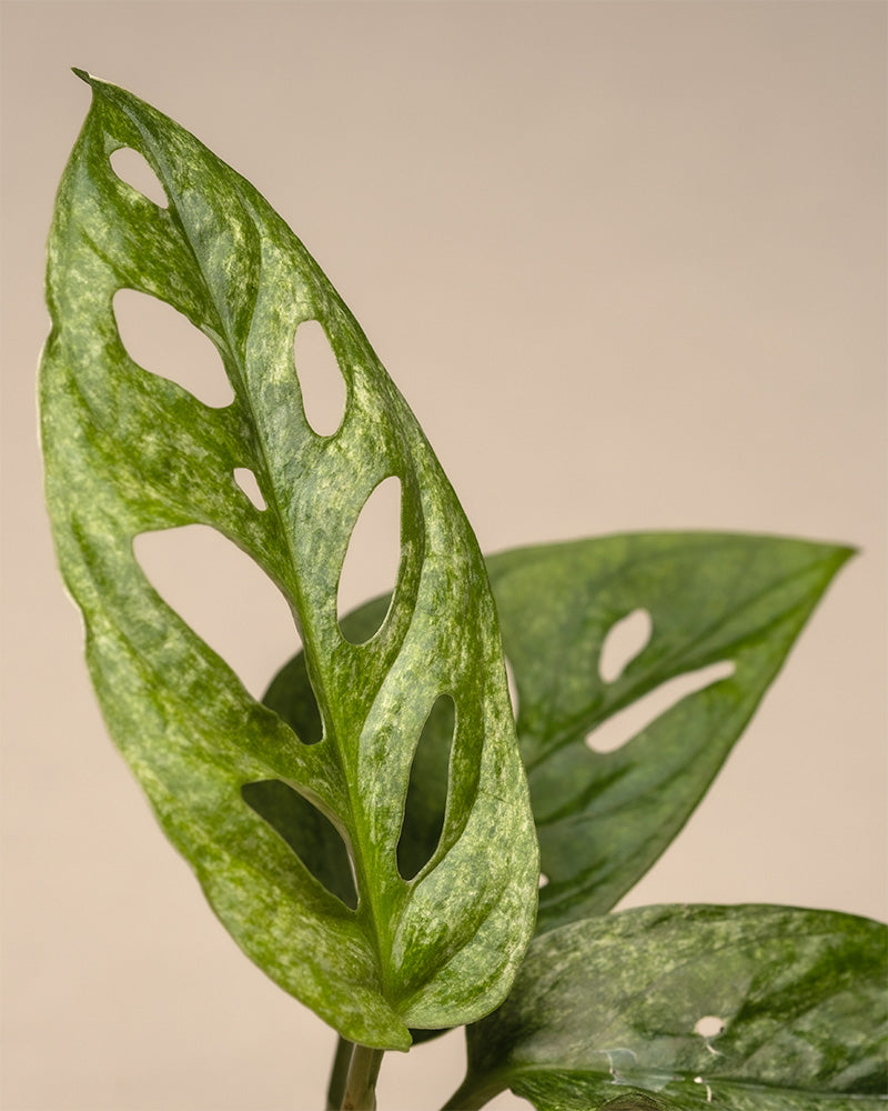 feey-monstera-adansonii-mint-babypflanze-panaschiert image 2