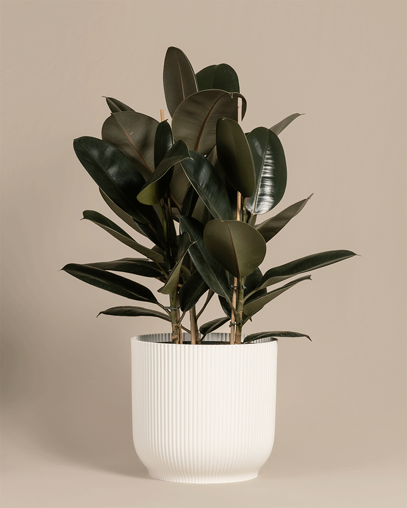 feey-gummibaum-xl-zimmerpflanze-ficus-elastica-abidjan image 5