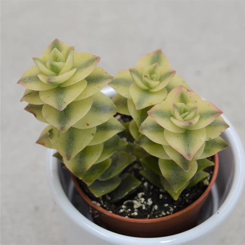 pasiora-crassula-perforata-variegata-sukkulente-5-5cm image 1