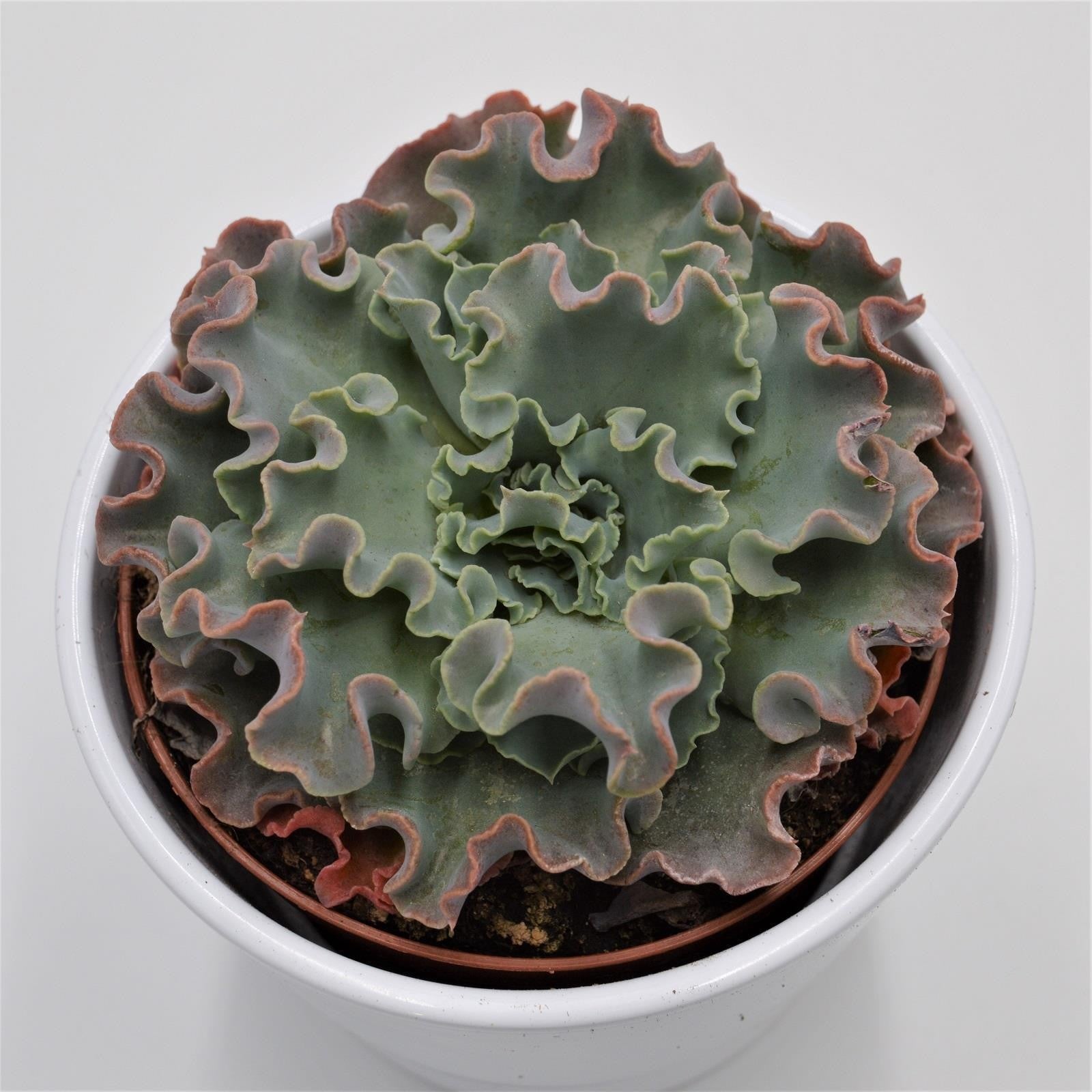 pasiora-echeveria-shaviana-curly-locks-sukkulente-10-5-cm-topf image 1