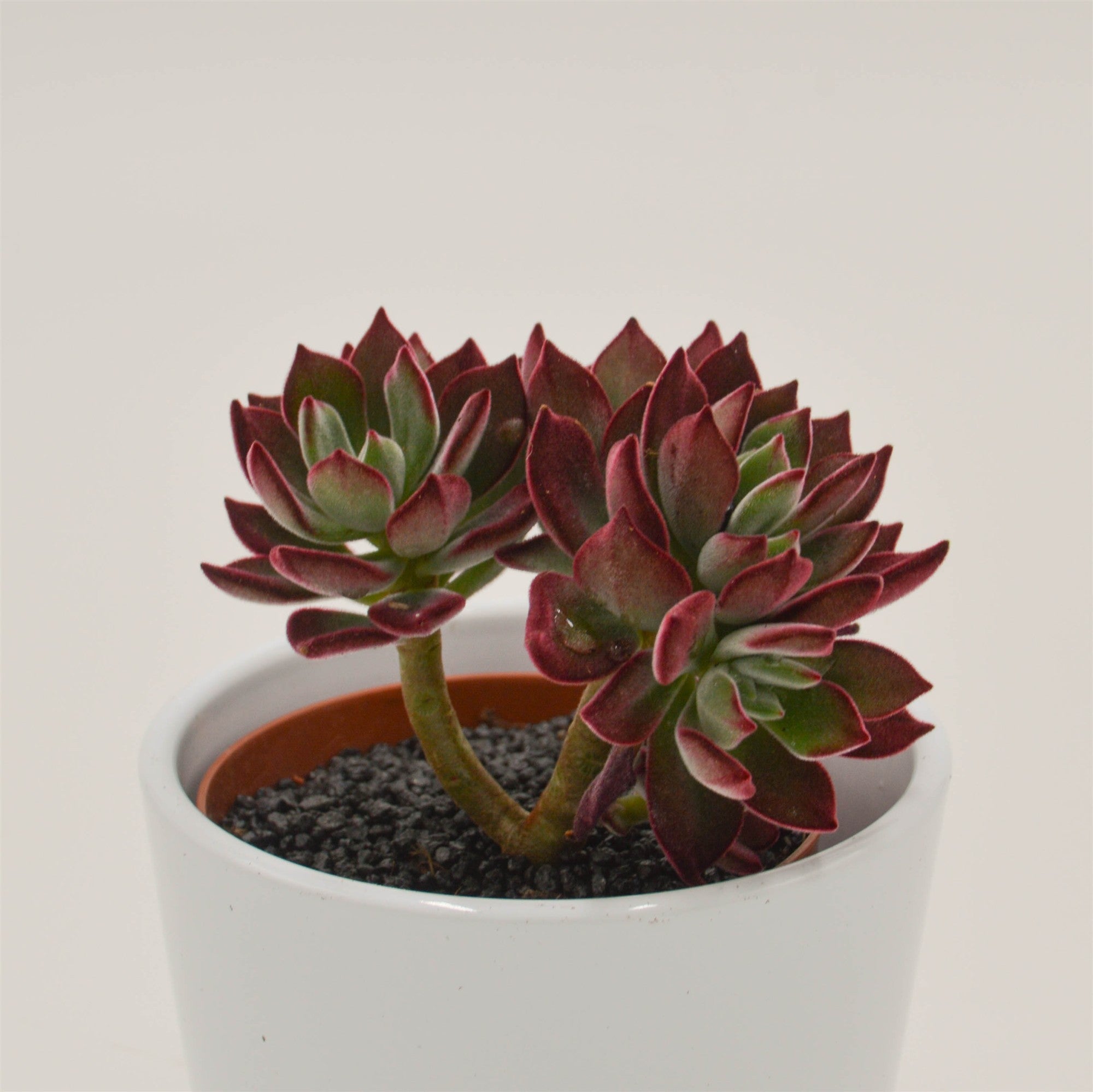 pasiora-echeveria-pulvinata-devotion-sukkulente-8-5-cm-topf image 2