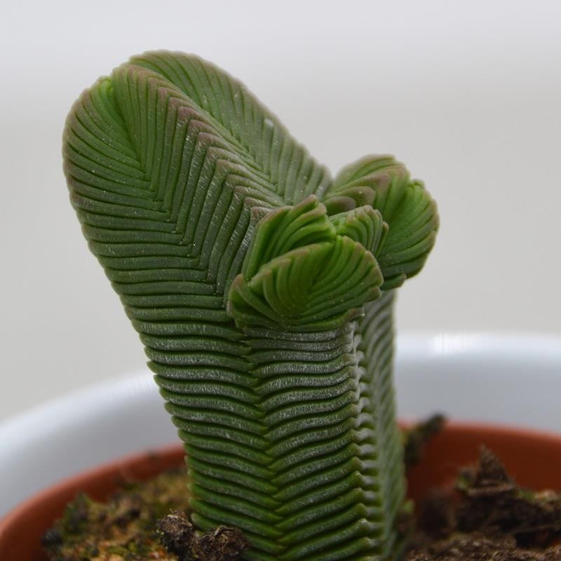 pasiora-crassula-pyramidalis-sukkulente-5-5cm-topf image 3