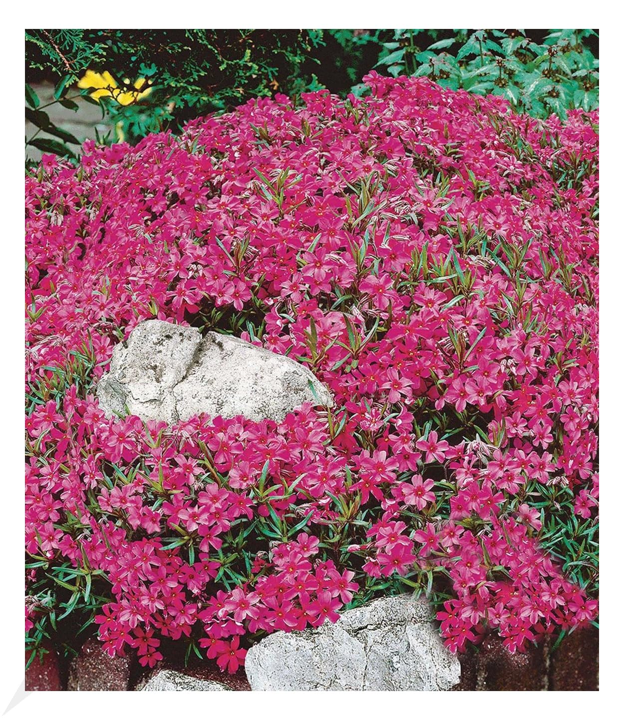 baldur-garten-roter-teppich-phlox-3x-stauden-im-9x9-cm-topf image 1