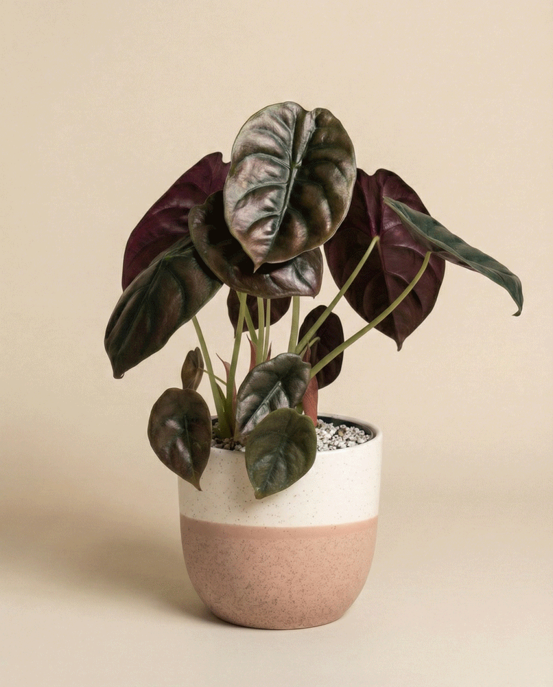 feey-alocasia-red-secret-schweizer-gew-chs-klein-mittel image 4