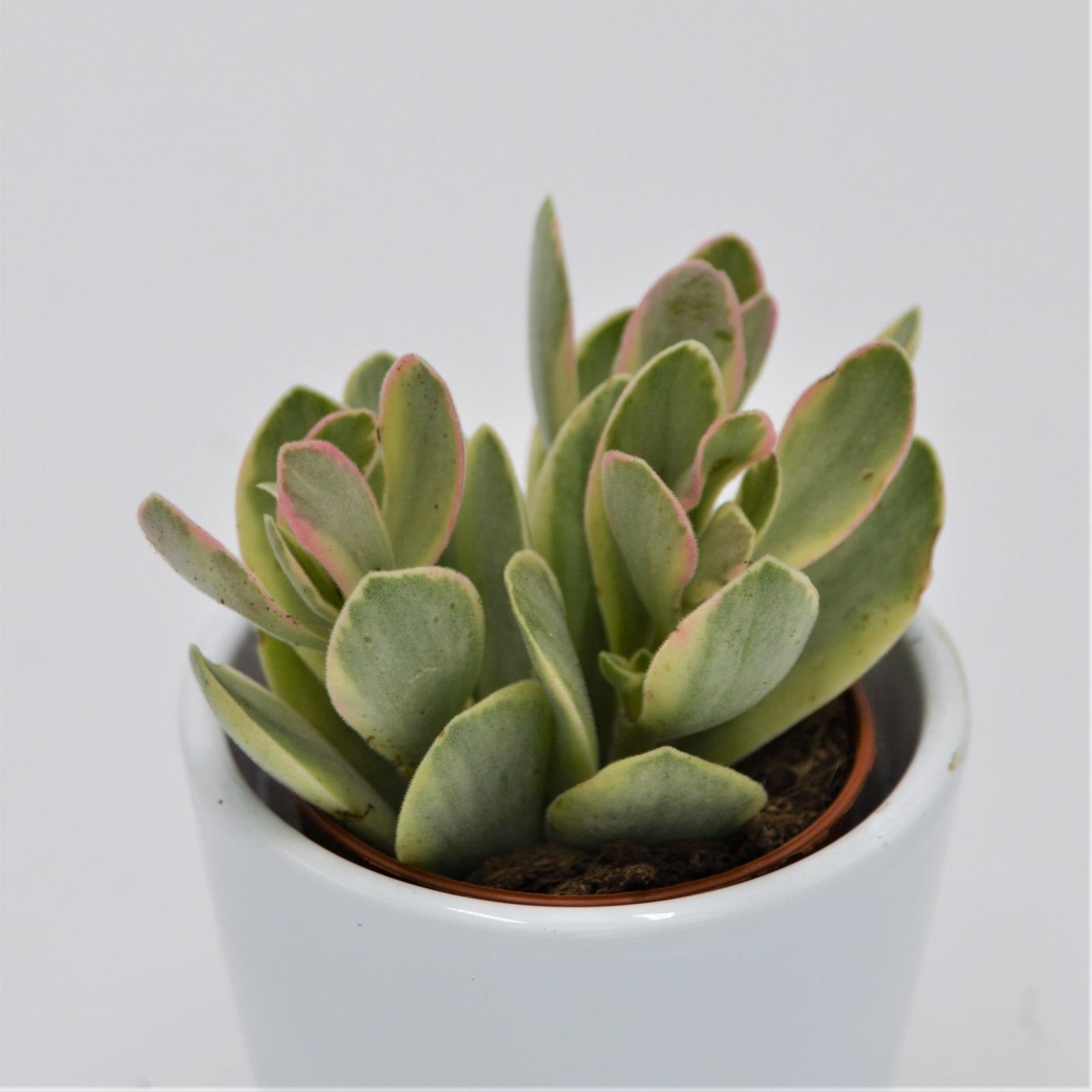 pasiora-crassula-money-maker-variegata-geldbaum-5-5-cm-topf image 1