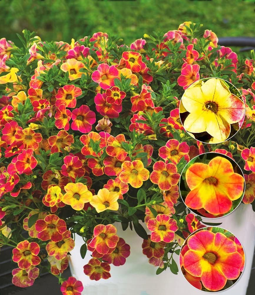 baldur-garten-zaubergl-ckchen-chameleon-sunshine-berry-3-pflanzen-im-12-cm-topf image 4