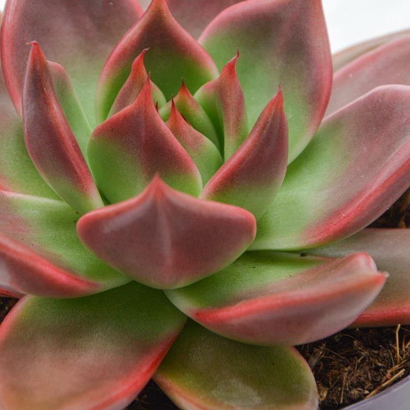 pasiora-echeveria-mars-sukkulente-13cm-rosette image 1