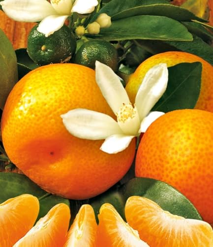 baldur-garten-orangen-b-umchen-calamondin-12-cm-topf image 4