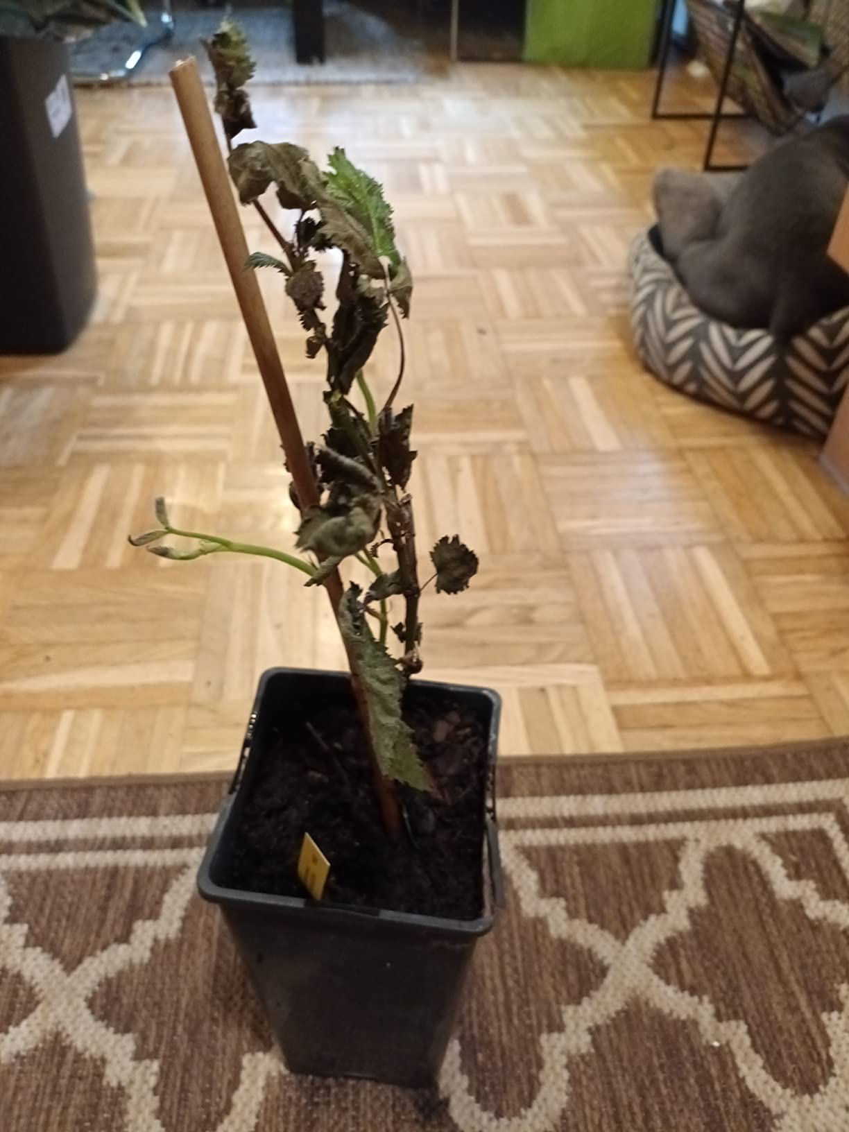 Wuchs gut, Früchte mau