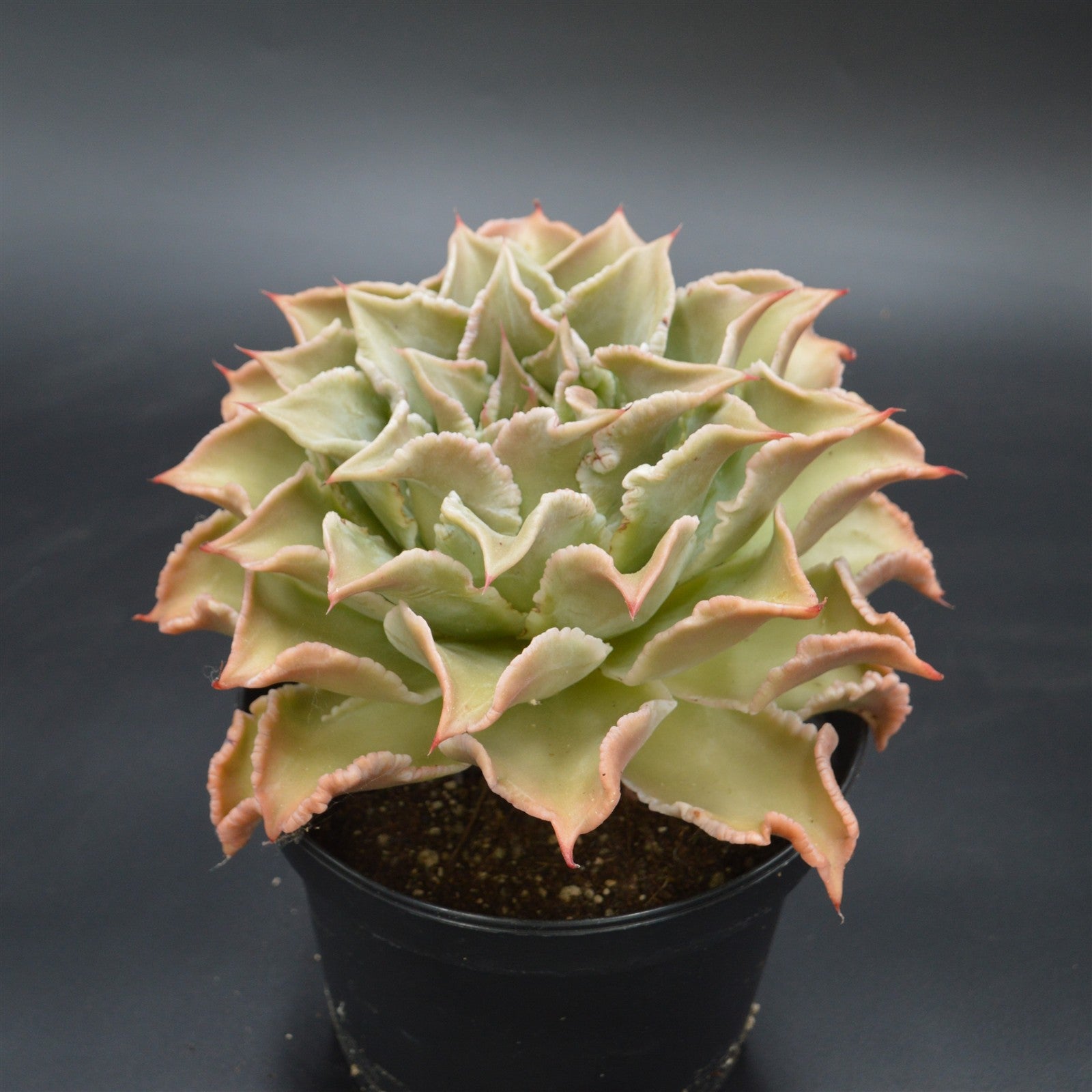 pasiora-echeveria-madiba-xxl-einzelst-ck-rarit-t image 1