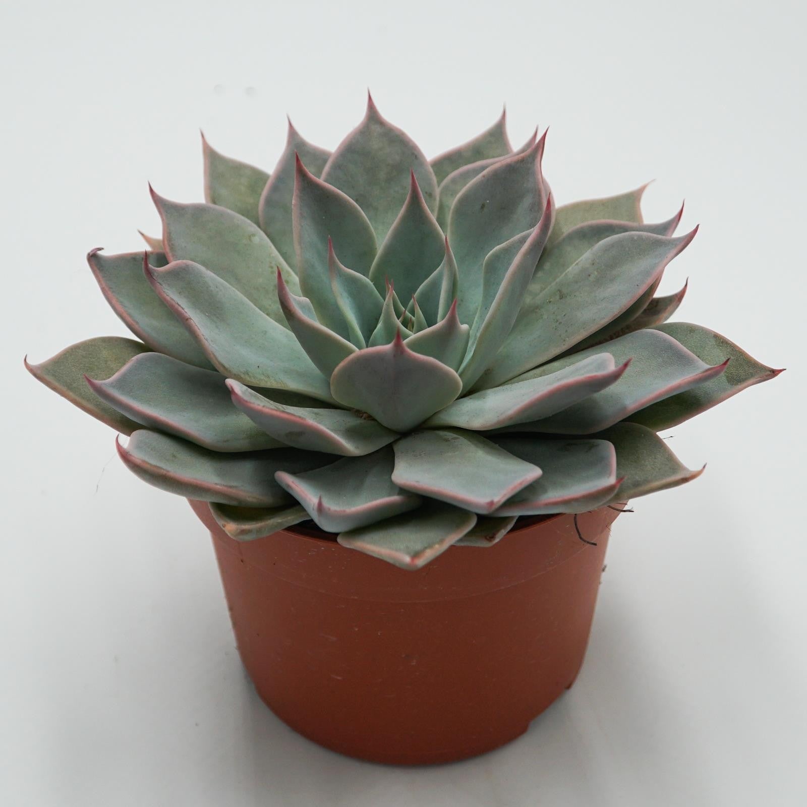 pasiora-echeveria-aquila-sukkulente-10-5-cm-topf image 4