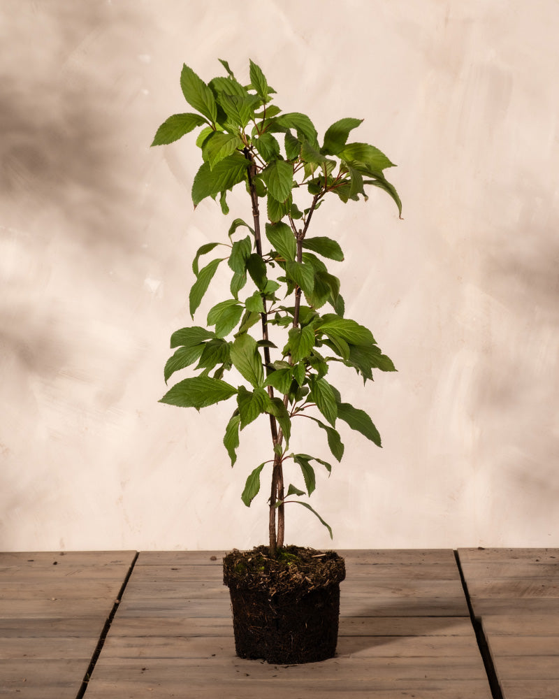 feey-rosa-winterschneeball-viburnum-charles-lamont-2-3-m image 3