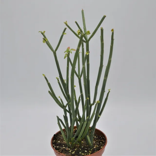 pasiora-euphorbia-phosphorea-sukkulente-15cm-topf image 1