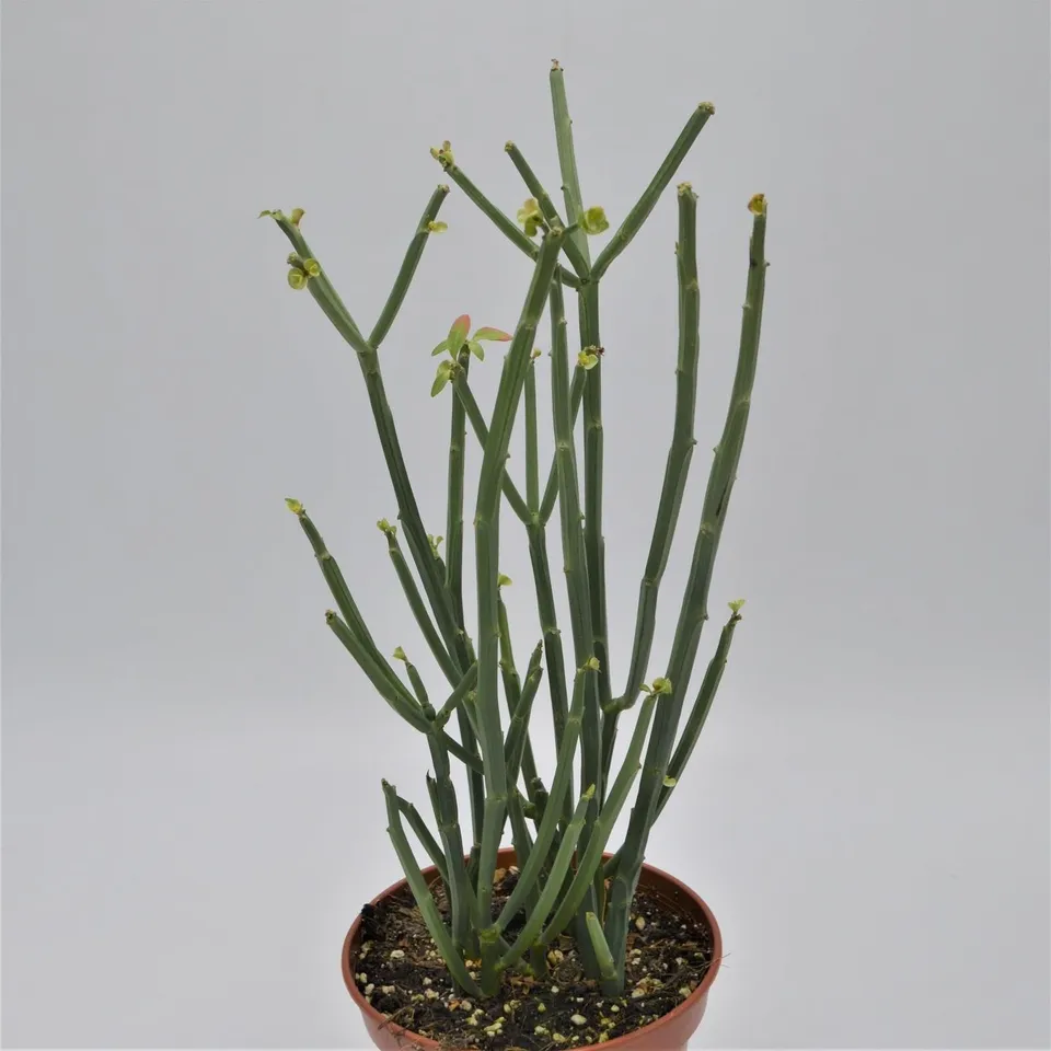 pasiora-euphorbia-phosphorea-sukkulente-15cm-topf image 1