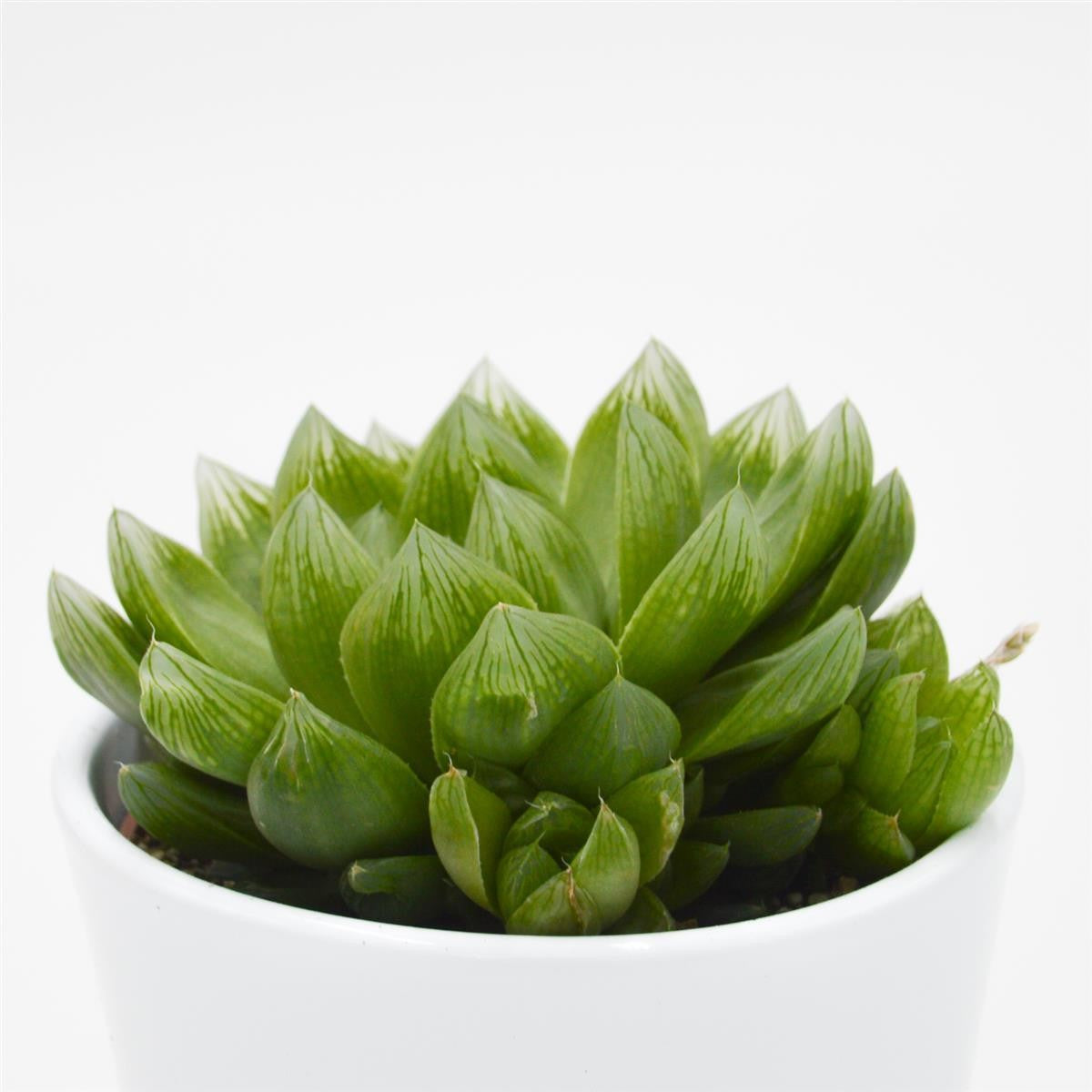 pasiora-haworthia-cymbiformis-sukkulente-10-5-cm-topf image 2