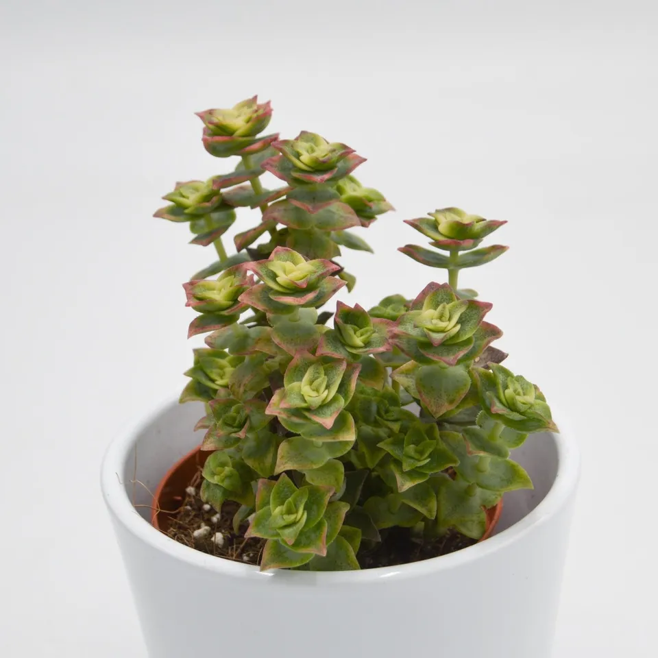 pasiora-crassula-perforata-variegata-sukkulente-8-5cm-topf image 1