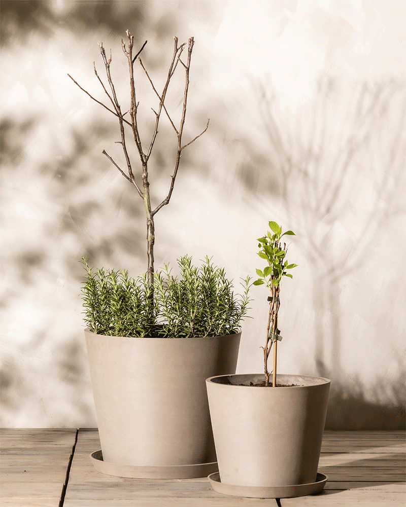 feey-essbares-sonnen-set-mini-kiwi-issai-apfelbaum-summerred-patio-rosmarin image 6