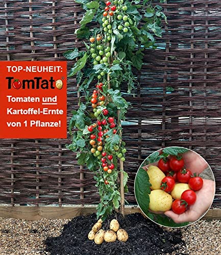 baldur-garten-tomtato-tomoffel-tomaten-kartoffel-pflanze-10-5-cm-topf image 8
