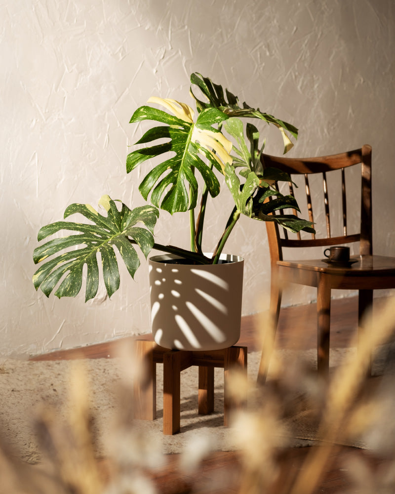 feey-monstera-deliciosa-thai-constellation-rarit-t-zimmerpflanze-im-14er-topf image 4