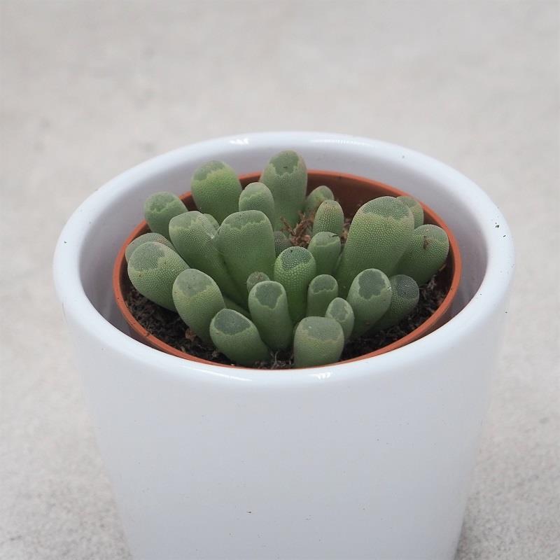 pasiora-frithia-pulchra-sukkulente-5-5cm image 1