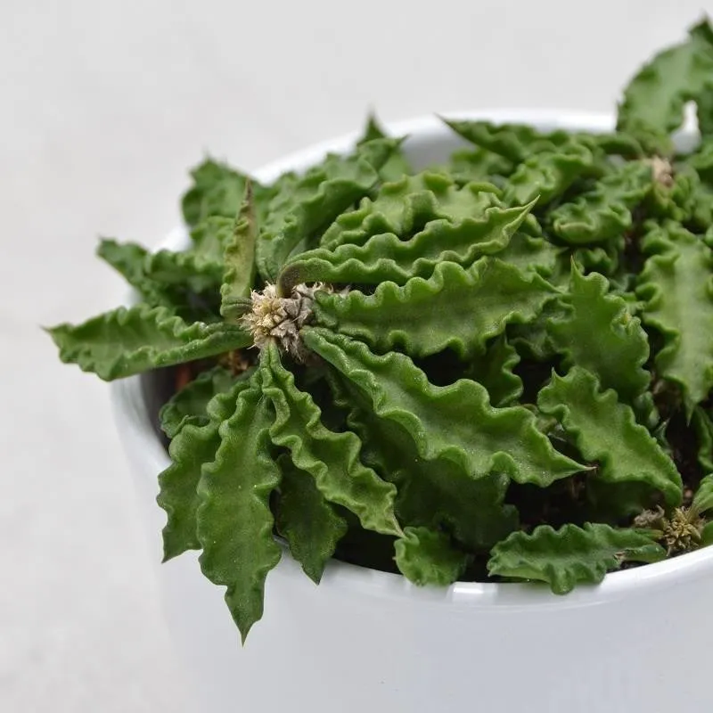 pasiora-euphorbia-decaryi-sukkulente-10-5cm-topf image 1