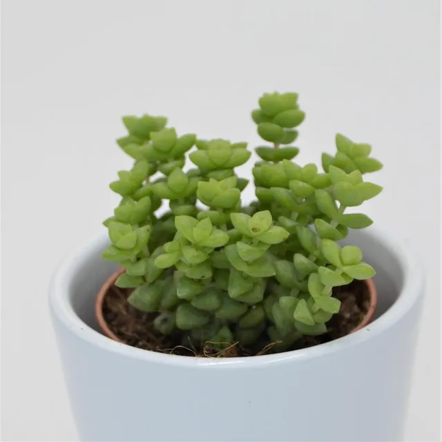 pasiora-crassula-tom-thumb-sukkulente-5-5cm image 1