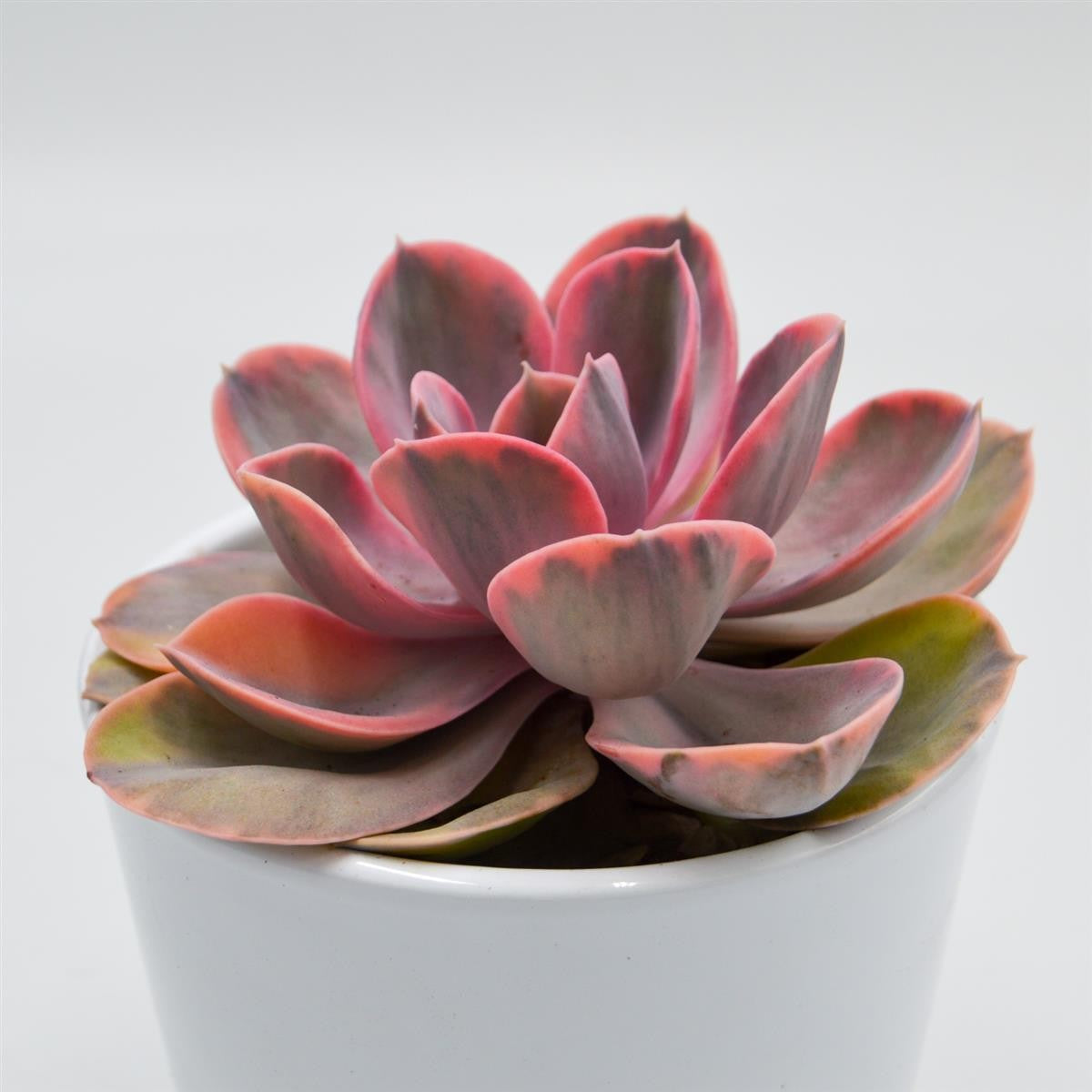 pasiora-echeveria-rainbow-10-5cm-panaschierte-rarit-t image 8