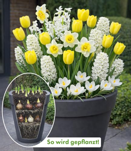 baldur-garten-30x-blumenzwiebel-mix-wei-gelbe-lasagne-fr-hlingsbl-her image 4