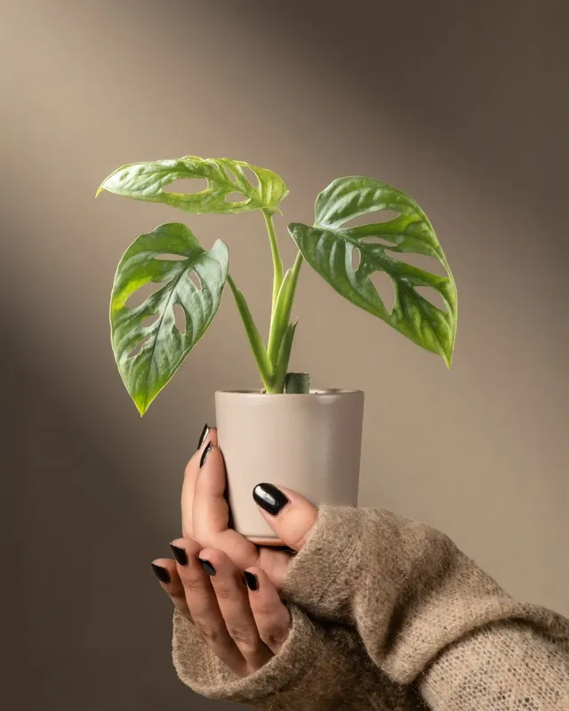 feey-monstera-adansonii-mint-babypflanze-panaschiert image 1