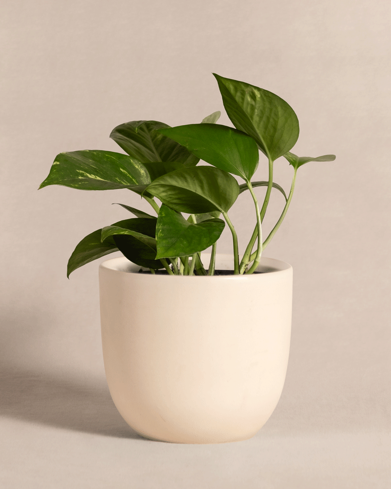 feey-efeutute-epipremnum-aureum-h-ngepflanze-klein image 6