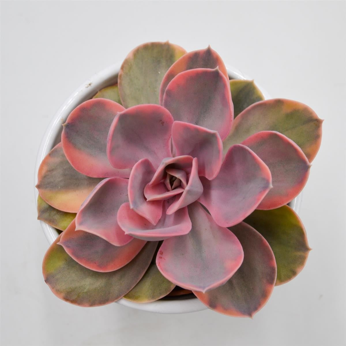 pasiora-echeveria-rainbow-10-5cm-panaschierte-rarit-t image 3