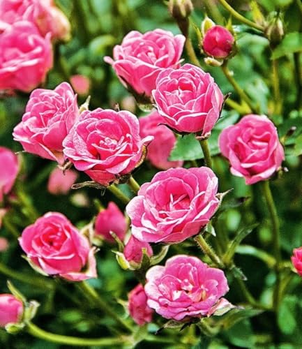 baldur-garten-lilly-rose-wonder5-rose-im-12-cm-topf image 6