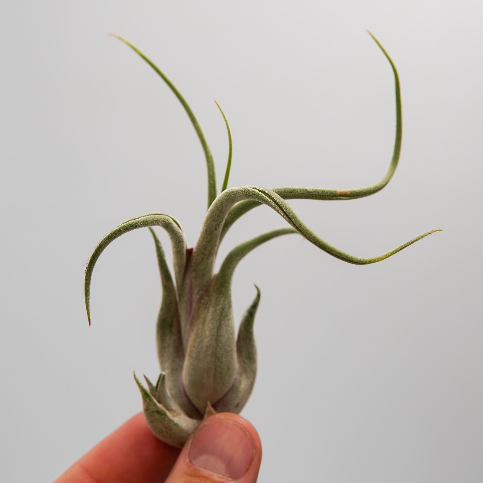 pasiora-tillandsia-caput-medusae-luftnelke-bromelie image 4