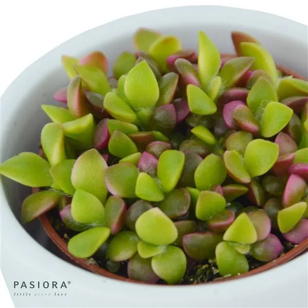 pasiora-anacampseros-rufescens-variegata-sukkulente-5-5cm image 1