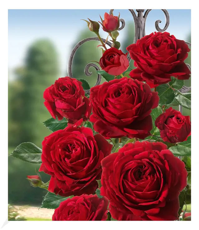 baldur-garten-delbard-kletterrose-messire-delbard-wurzelnackte-parfum-rose image 1