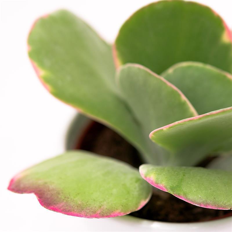 pasiora-kalanchoe-thyrsiflora-rainbow-sukkulente-10-5cm image 1