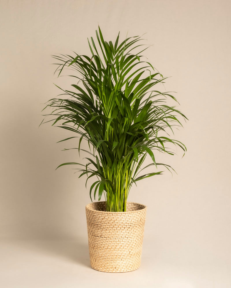 feey-goldfruchtpalme-areca-palme-gro image 8