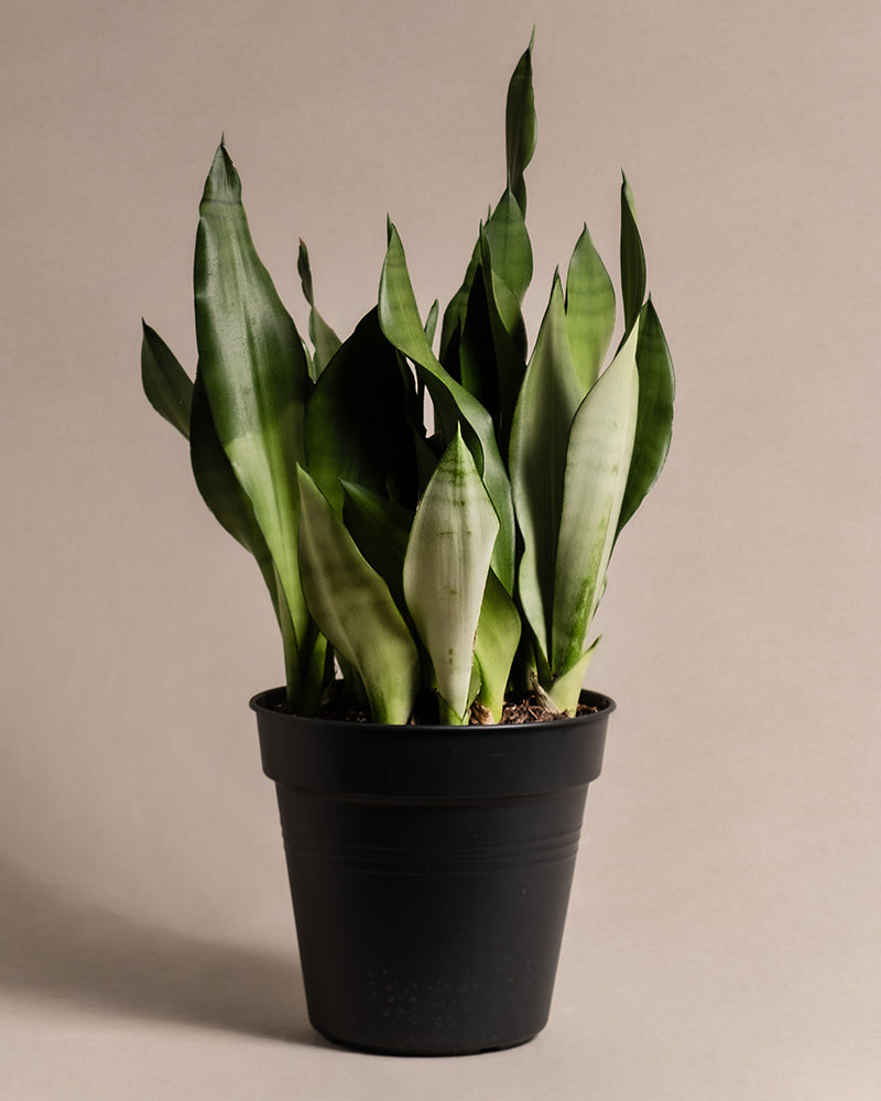 feey-gro-e-moonshine-sansevieria-trifasciata-silber-bogenhanf-zimmerpflanze image 3