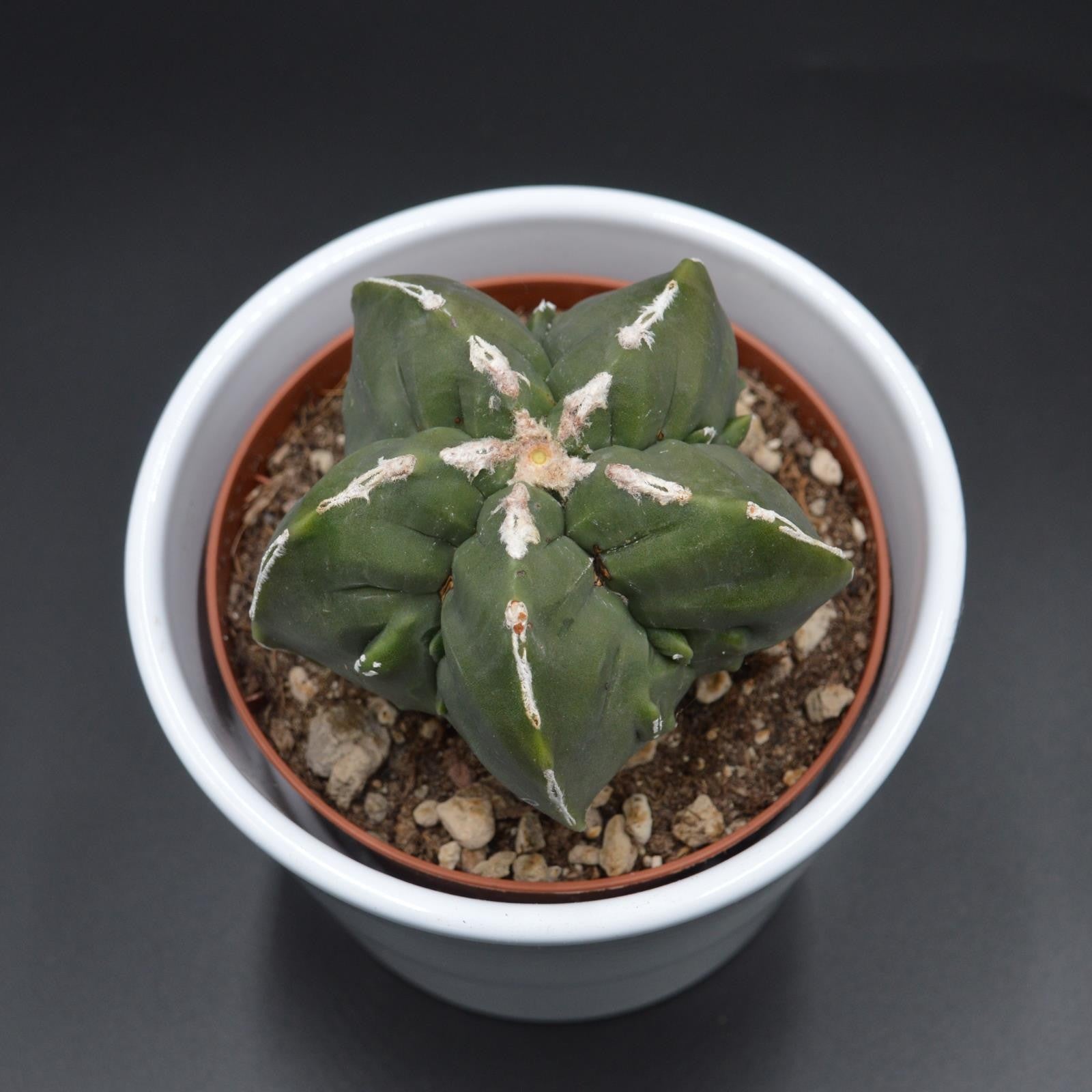 pasiora-astrophytum-myriostigma-f-nuda-monstrose-kaktus-10-5cm-topf image 2