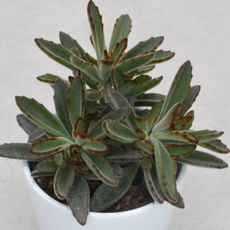 pasiora-kalanchoe-tomentosa-rubra-sukkulente-10-5-cm-topf image 1