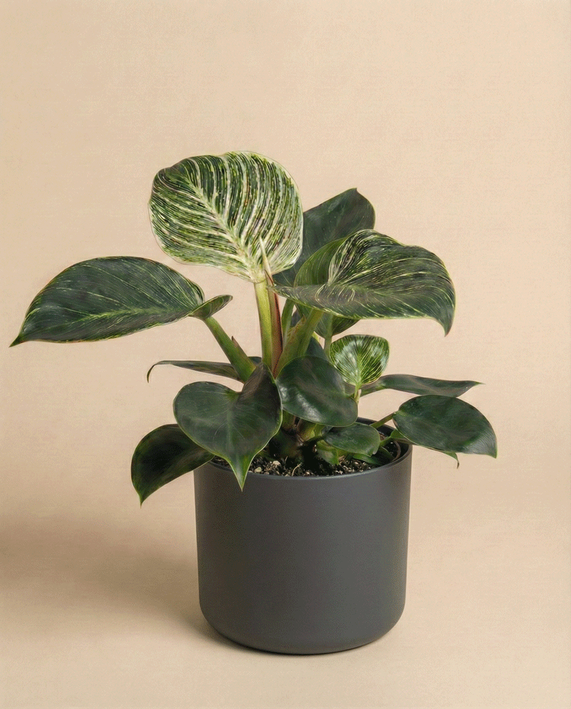 feey-philodendron-birkin-hydro-zimmerpflanze image 7