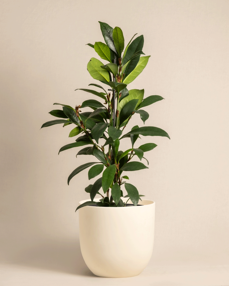feey-afrikanischer-feigenbaum-ficus-cyathistipula-zimmerbaum image 6