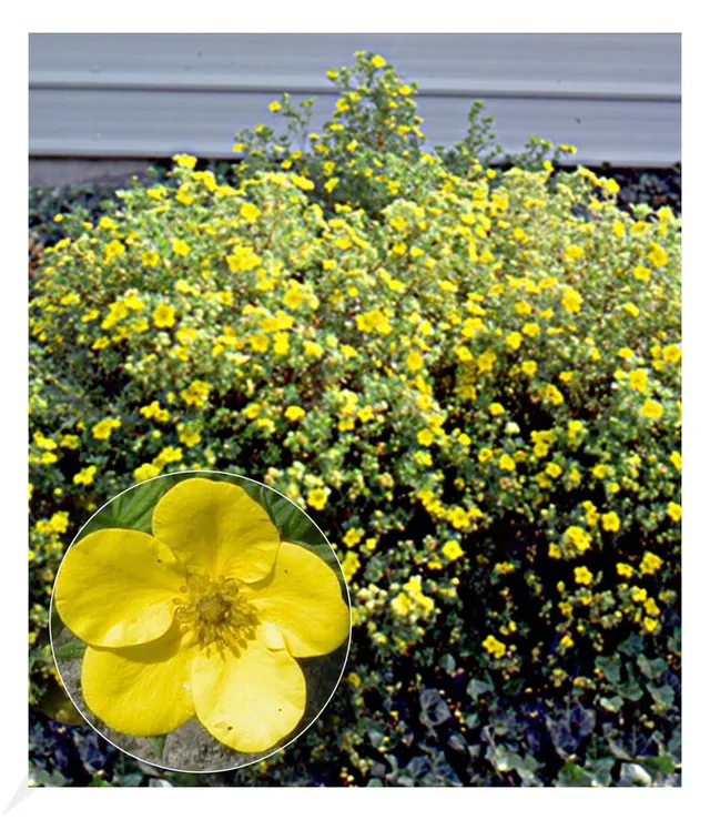 baldur-garten-fingerstrauch-goldfinger-9x9-cm-topf image 1